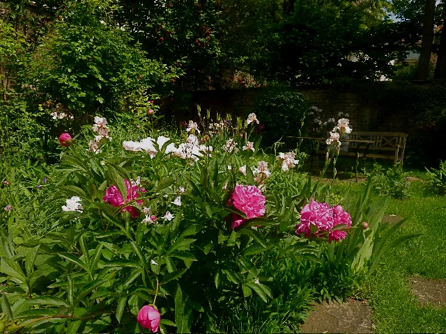 Pivoines du jardin du salon
