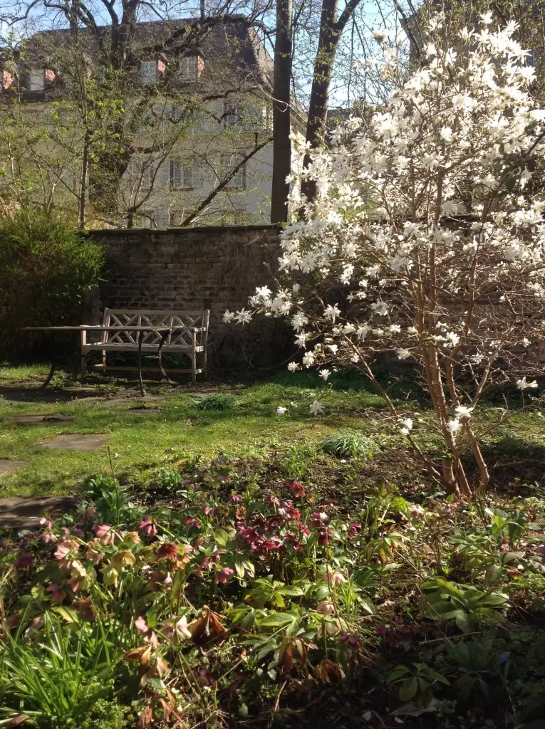 Le magnolia en fleur dans le jardin du salon